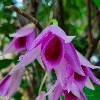 Dendrobium anosmum Lindl.